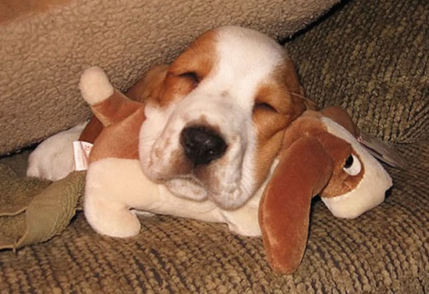 basset hound puppy toy