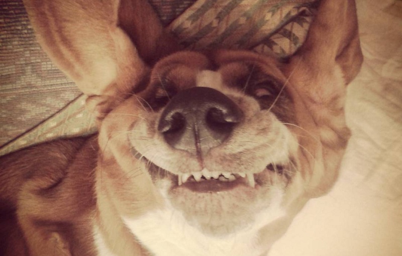 10 Things That Make Basset Hounds Happy 5