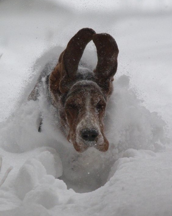 basset hound snow winter