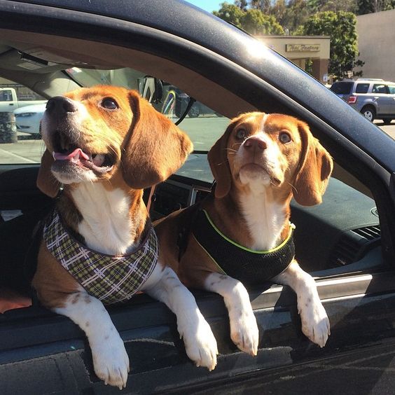 beagls bird watching car