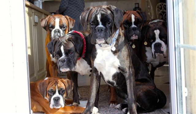 10 Boxer Dogs Know How to Solve Your Daily Life Problems 2