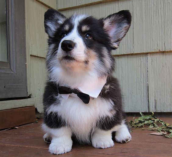 21 Things That Make Corgis Happy 11 beautiful corgi bow tie