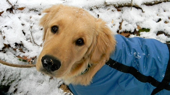 beautiful eyes golden retriever outfit snow