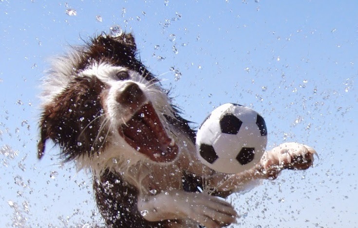 12 Things That Make Border Collies Happy 3