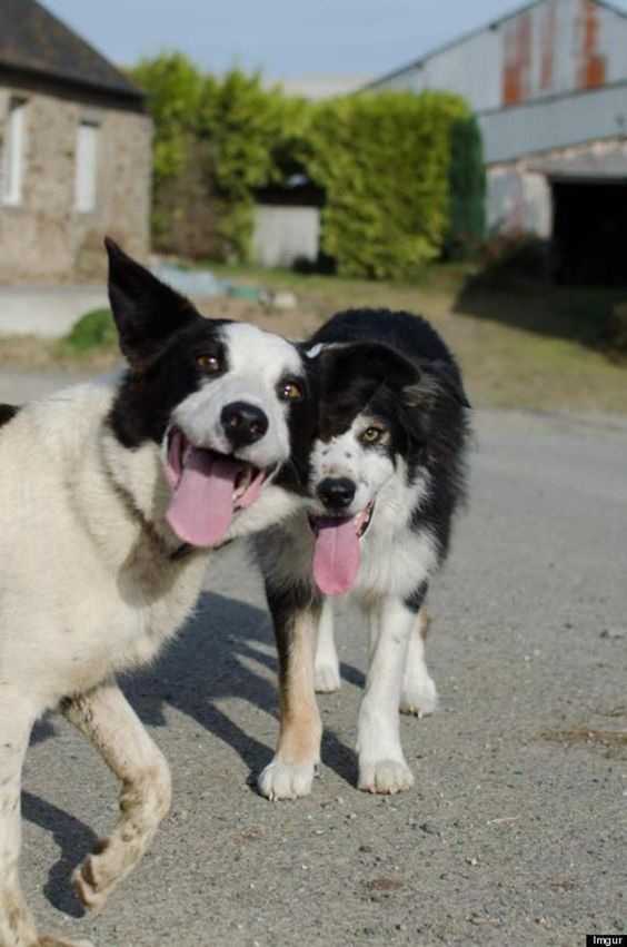 12 Things That Make Border Collies Happy 10 border collie photobombing