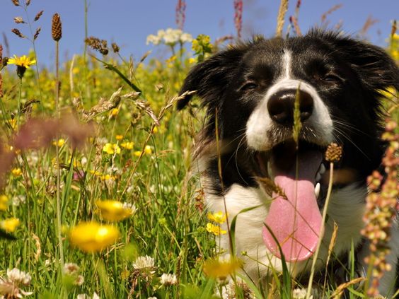 12 Things That Make Border Collies Happy 7 border collie summer field