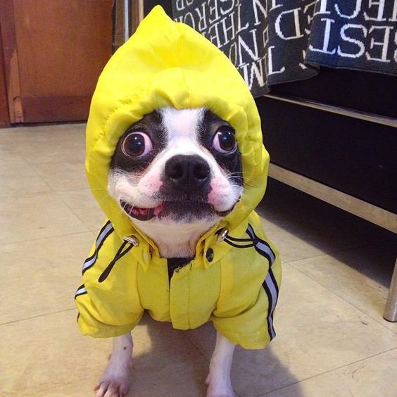 14 Things That Make Boston Terriers Happy 9 boston terrier costume