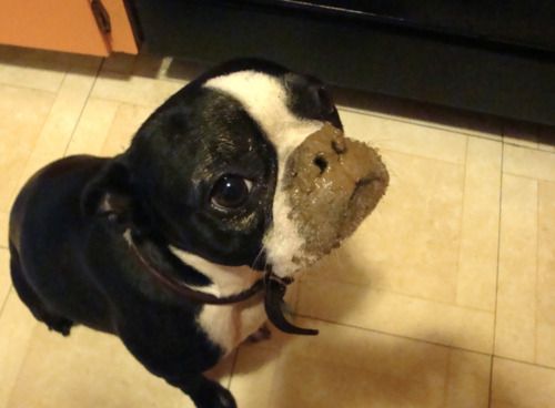 boston terrier dirty dog