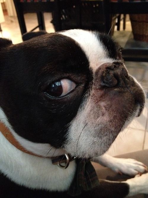 14 Reasons Boston Terriers Are The Worst Indoor Dog Breeds