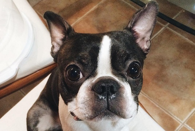 10 Realities That New Boston Terrier Owners Must Accept 2