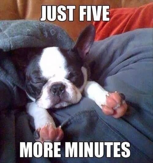 boston terrier funny