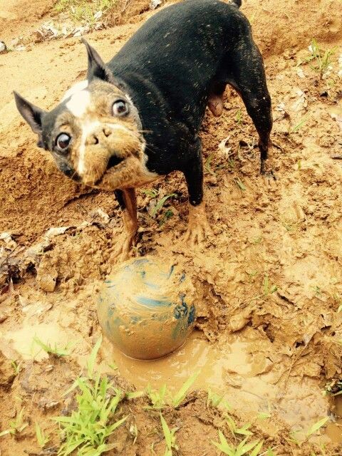 boston terrier mud