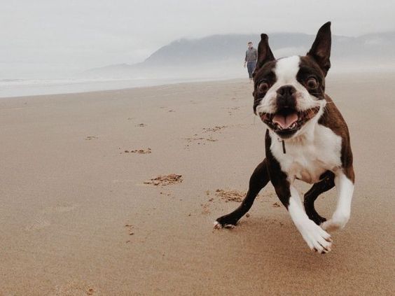 14 Things That Make Boston Terriers Happy 12 boston terrier on beach