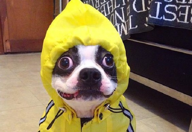 14 Things That Make Boston Terriers Happy 5