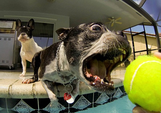 boston terrier playing