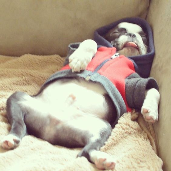 boston terrier sleeping