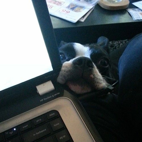 boston terrier watching