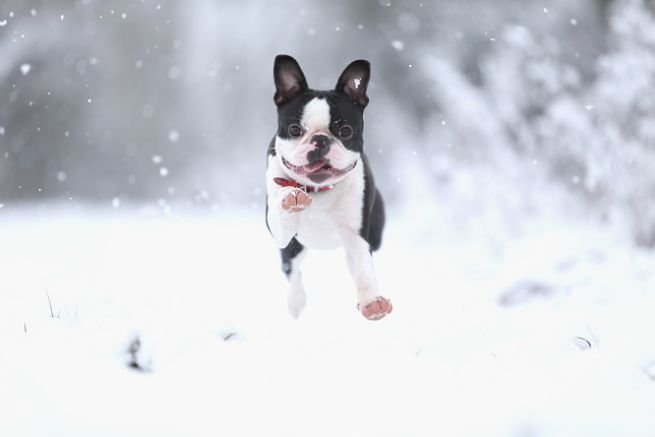 14 Things That Make Boston Terriers Happy 7 boston terrier winter snow