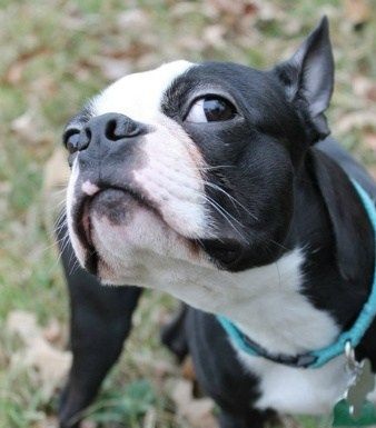 boston terrier