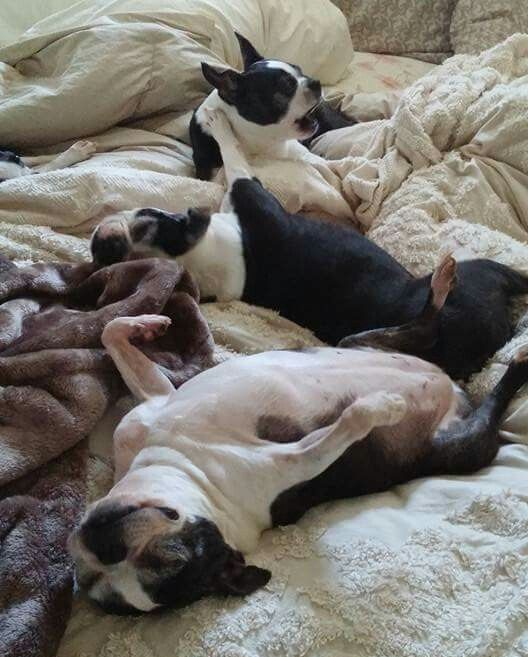 boston terriers in bed