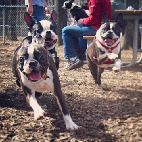 14 Things That Make Boston Terriers Happy 13 boston terriers in park