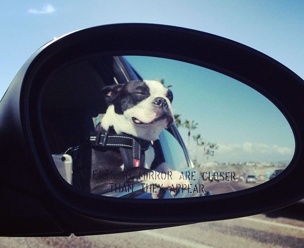 14 Things That Make Boston Terriers Happy 2 boston terriers road trip