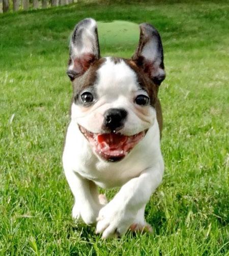 14 Things That Make Boston Terriers Happy 5 boston terriers summer