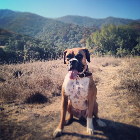 18 Things That Make Boxer Dog Happy 1 boxer dog hiking pics sitting