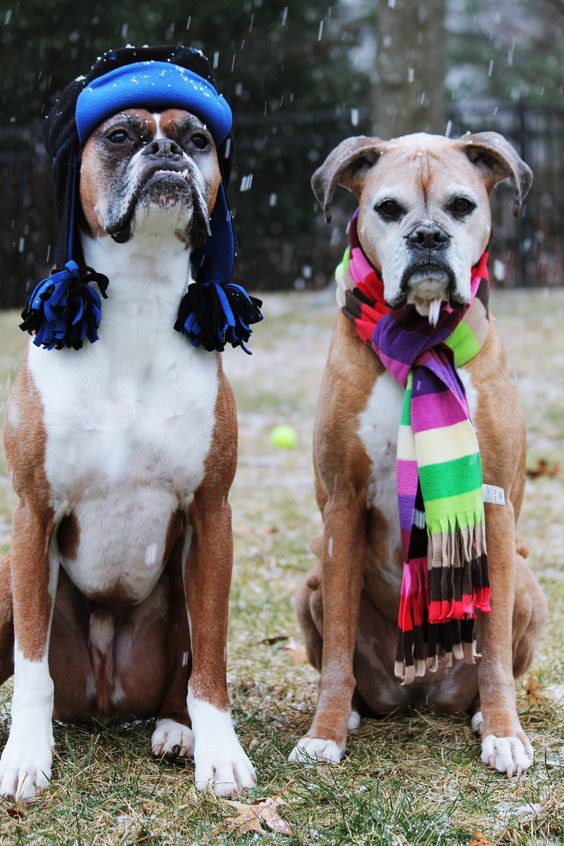 boxer dogs winter sitting outfit