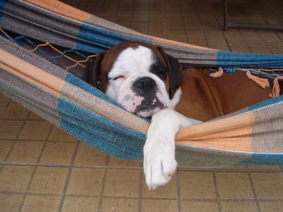 18 Things That Make Boxer Dog Happy 14 boxer hammock nap time dog