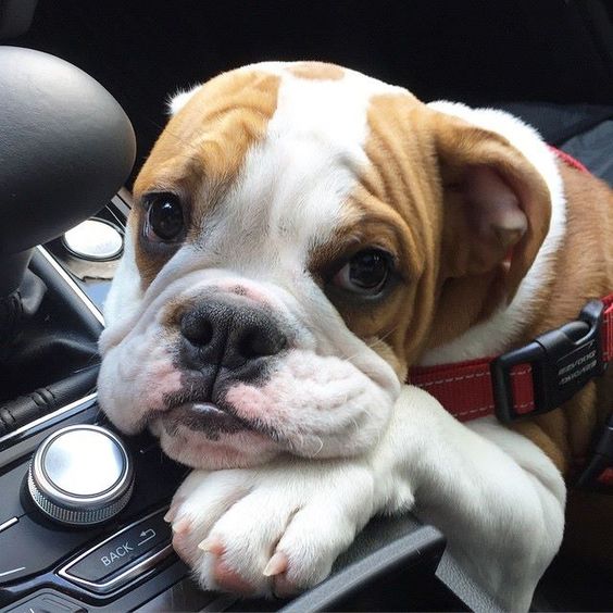 18 Things That Make Boxer Dog Happy 3 boxer puppy dog car trip