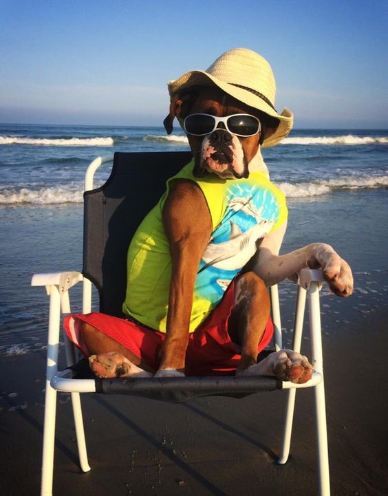 18 Things That Make Boxer Dog Happy 7 boxer sitting summer outfit ocean