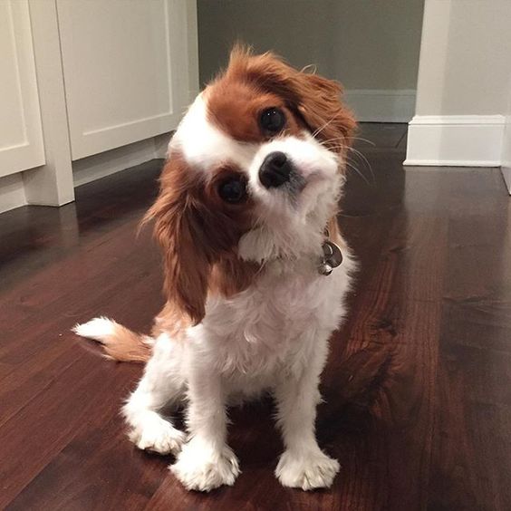 5 Low Maintenance Dog Breeds for Couch Potatoes 19