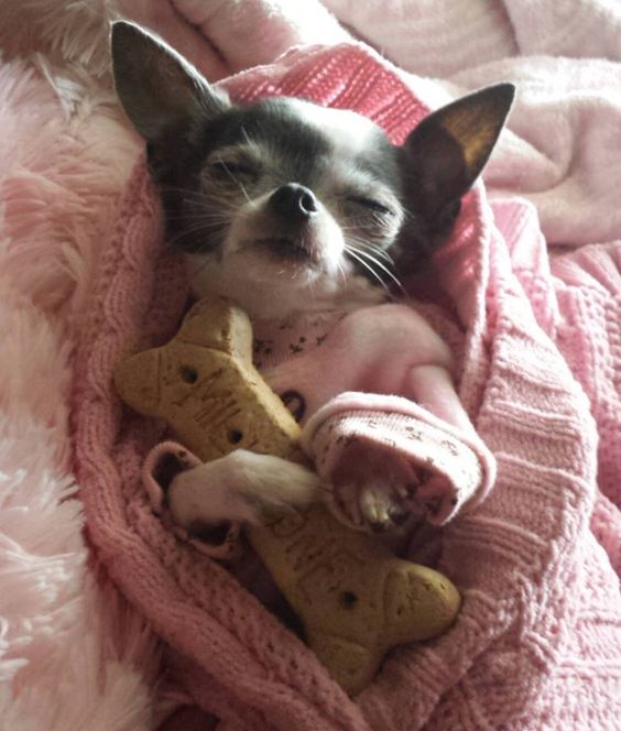 chihuahua sleeping with bone