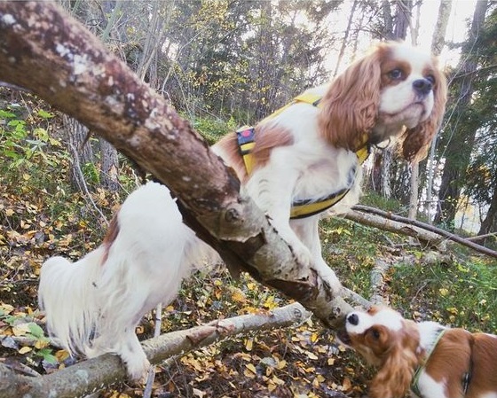 climbing, tasting, cavalier king charles spaniels