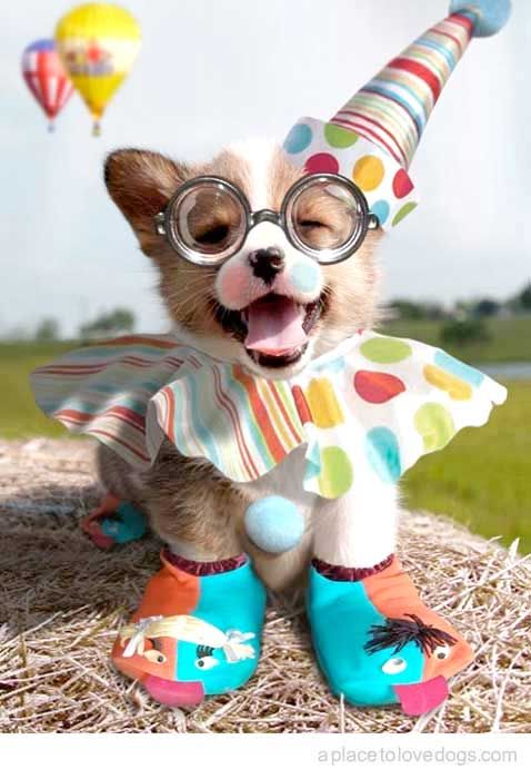 corgi cute costumes party amazing