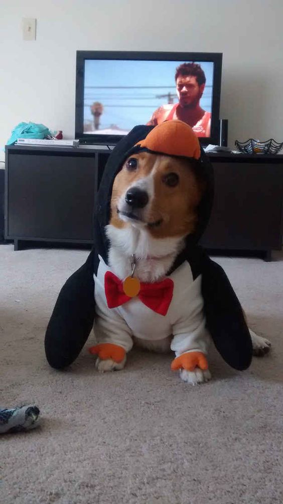 21 Things That Make Corgis Happy 19 corgi dress up photo dog