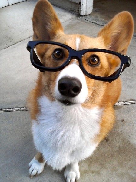 corgi glasses photo dog pics