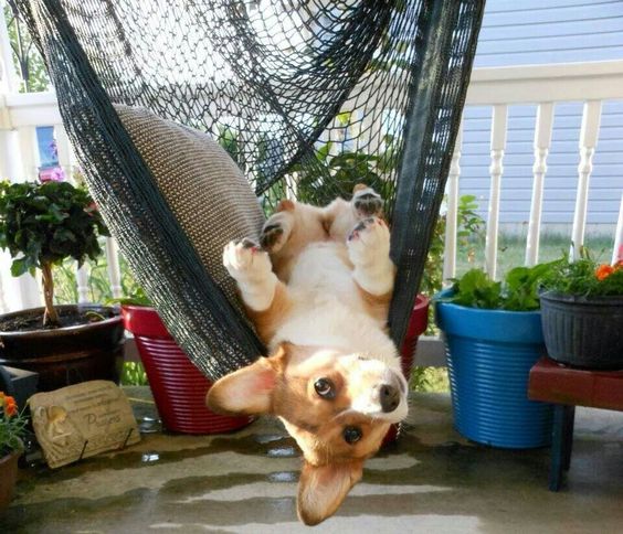 21 Things That Make Corgis Happy 16 corgi hammock photo dog