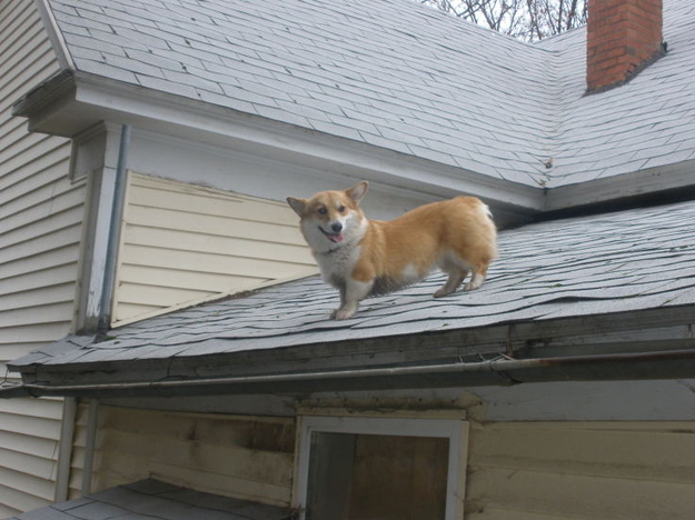 21 Things That Make Corgis Happy 14 corgi on roof pics dog