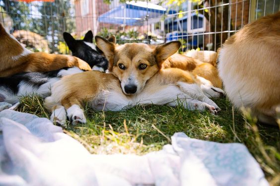 21 Things That Make Corgis Happy 13 corgi picnic photo dogs