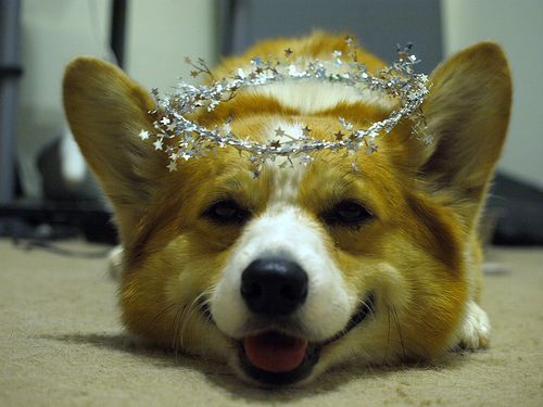 21 Things That Make Corgis Happy 17 corgi pics crown photo dog