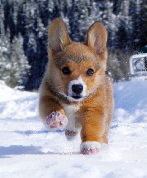 21 Things That Make Corgis Happy 7 corgi puppy winter photo