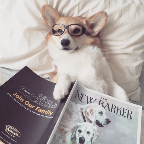 21 Things That Make Corgis Happy 18 corgi reading in bed photo