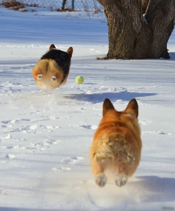 corgi running playing fetch ball