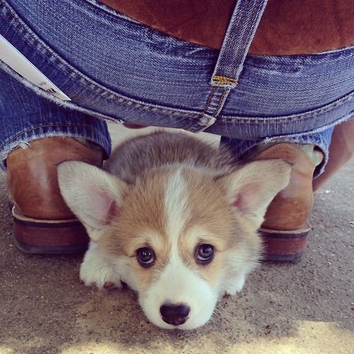 21 Things That Make Corgis Happy 20 corgi shade photo pics puppy