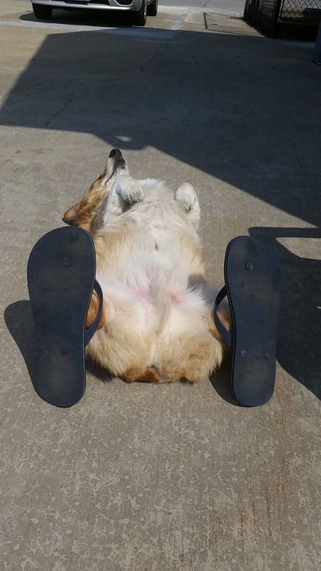 21 Things That Make Corgis Happy 5 corgi summer sunny day