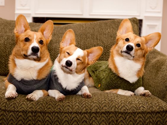 21 Things That Make Corgis Happy 9 corgi sweater dogs pics