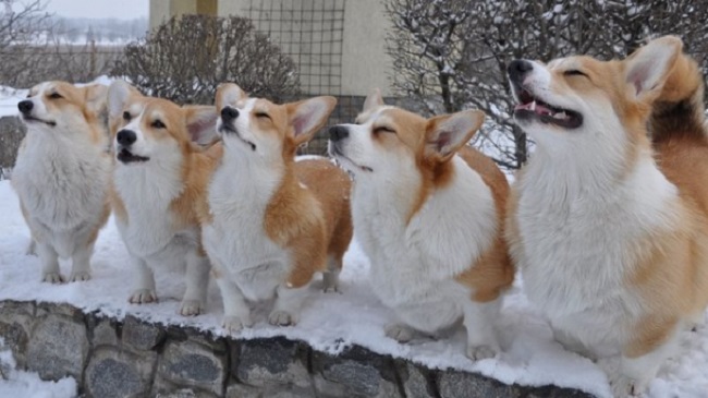 These 14 Corgis Will Solve All Of Your Problems 6