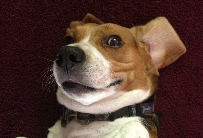 cute beagle face eyes listening pics